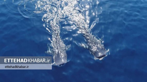 سوغات افتخارآمیز چین به بوشهری‌ها/ فیلم آخرین کوسه نهنگ موفق به دریافت جایزه ویژه شانگهای شد
